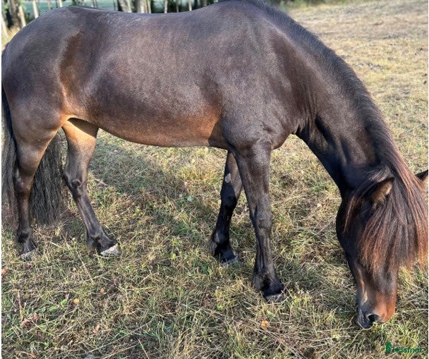  hästar 🌟 Till salu – världens mysigaste islandshäst 🌟 i Karlskrona - Annons 3