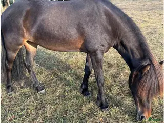 hästar 🌟 Till salu – världens mysigaste islandshäst 🌟 i Karlskrona - Annons 3