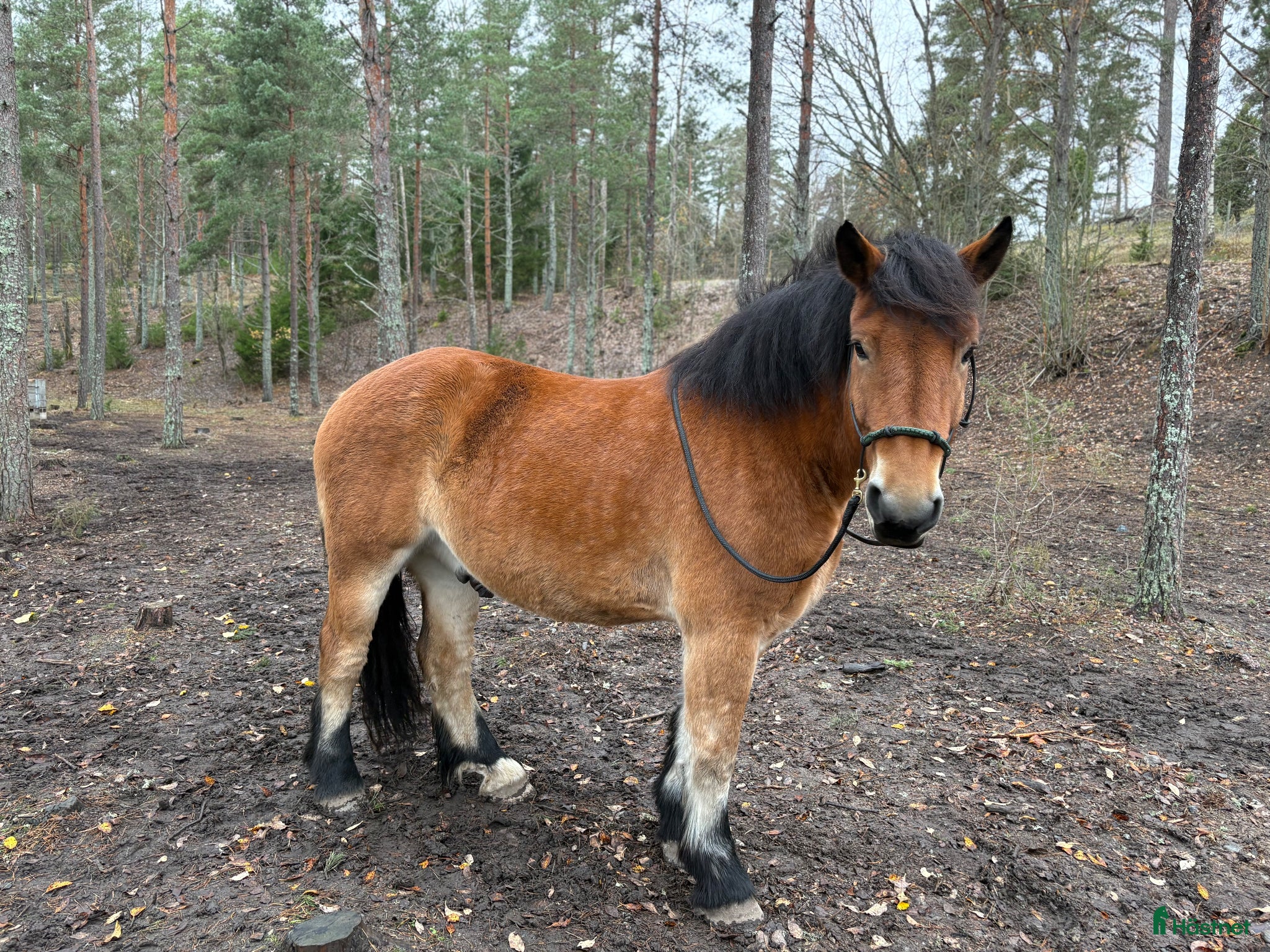  hästar Ardenner - 7år - Valack - Annons 1
