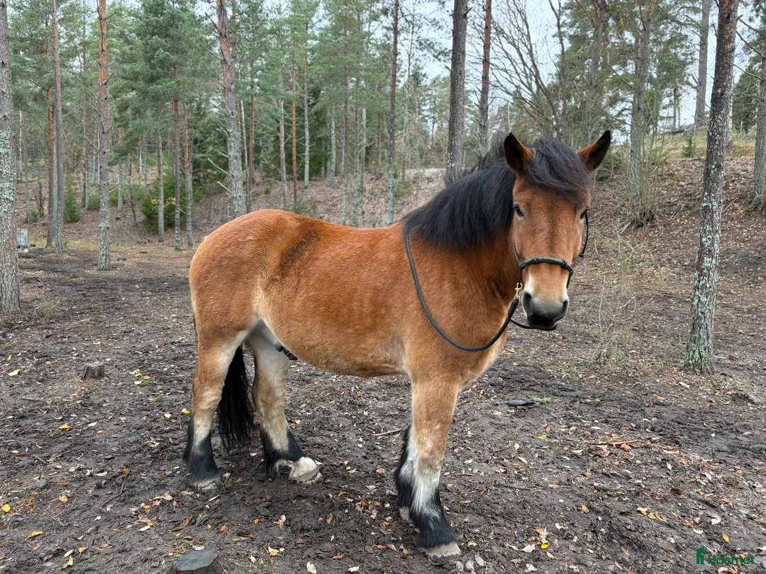 Körning hästar till salu: Ardenner - 7år - Valack - Annons 1