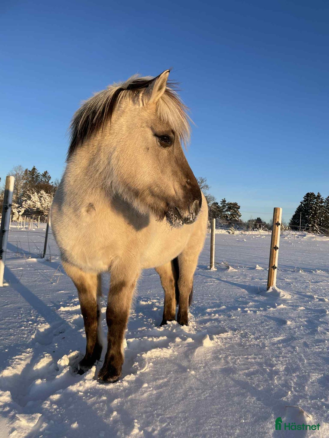 Allround hästar till salu: Viktbärande D-ponny - Annons 3