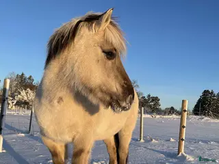 hästar Fantastiska Mila söker sin bästa vän! - Annons 2