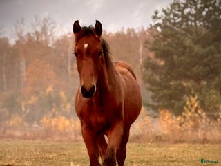 hästar Vacker åring med prestationsstam - Annons 6