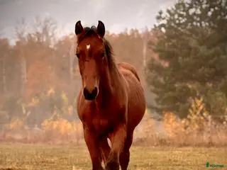 hästar Vacker åring med prestationsstam - Annons 1