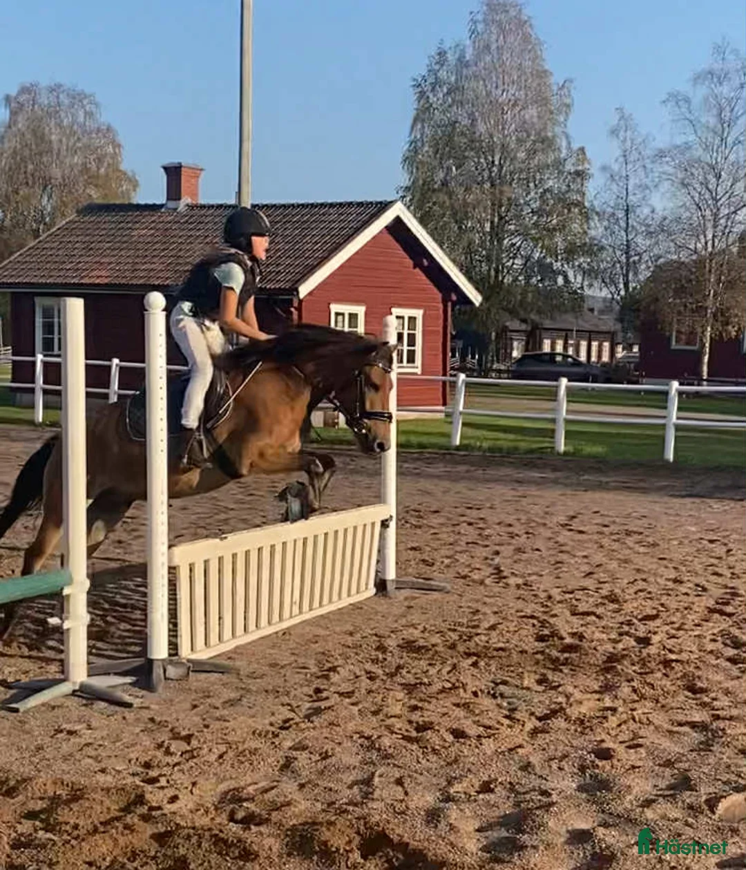 Allround hästar till salu: För den lilla tuffare ryttaren - Annons 1