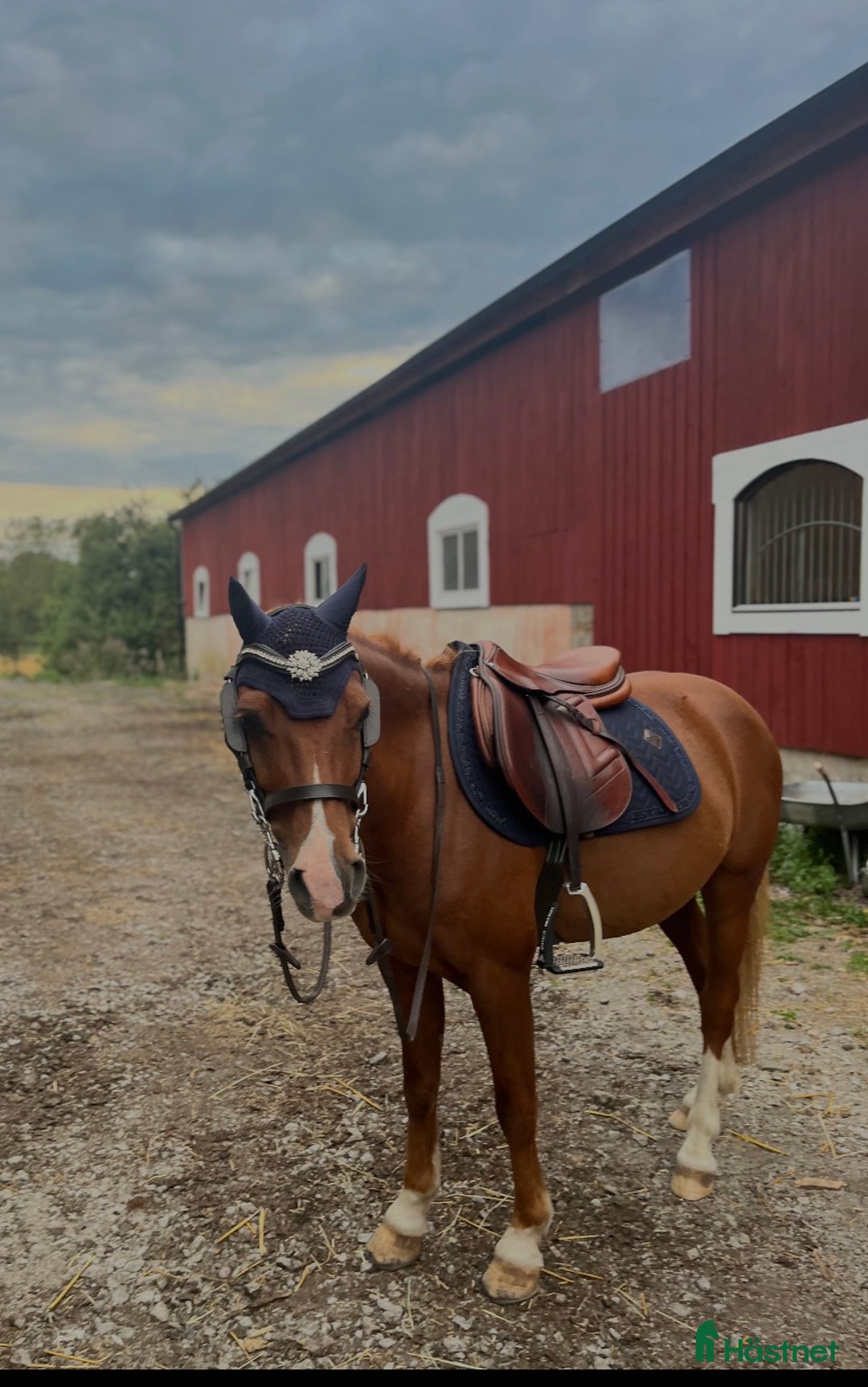 Allround hästar till salu: Söt och underbar B ponny i Fridlevstad - Annons 3