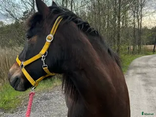 medryttarhäst finnes: Medryttare för uteritter - Annons 1