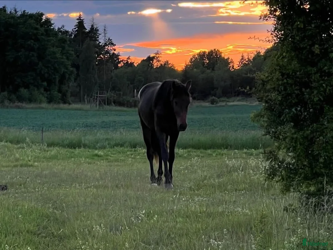  stallplats finnes: Boxplats finns på Lennarsnäs, Kungsängen i Kungsängen - Annons 1