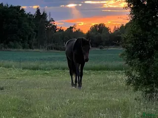 stallplats Boxplats finns på Lennarsnäs, Kungsängen i Kungsängen - Annons 1