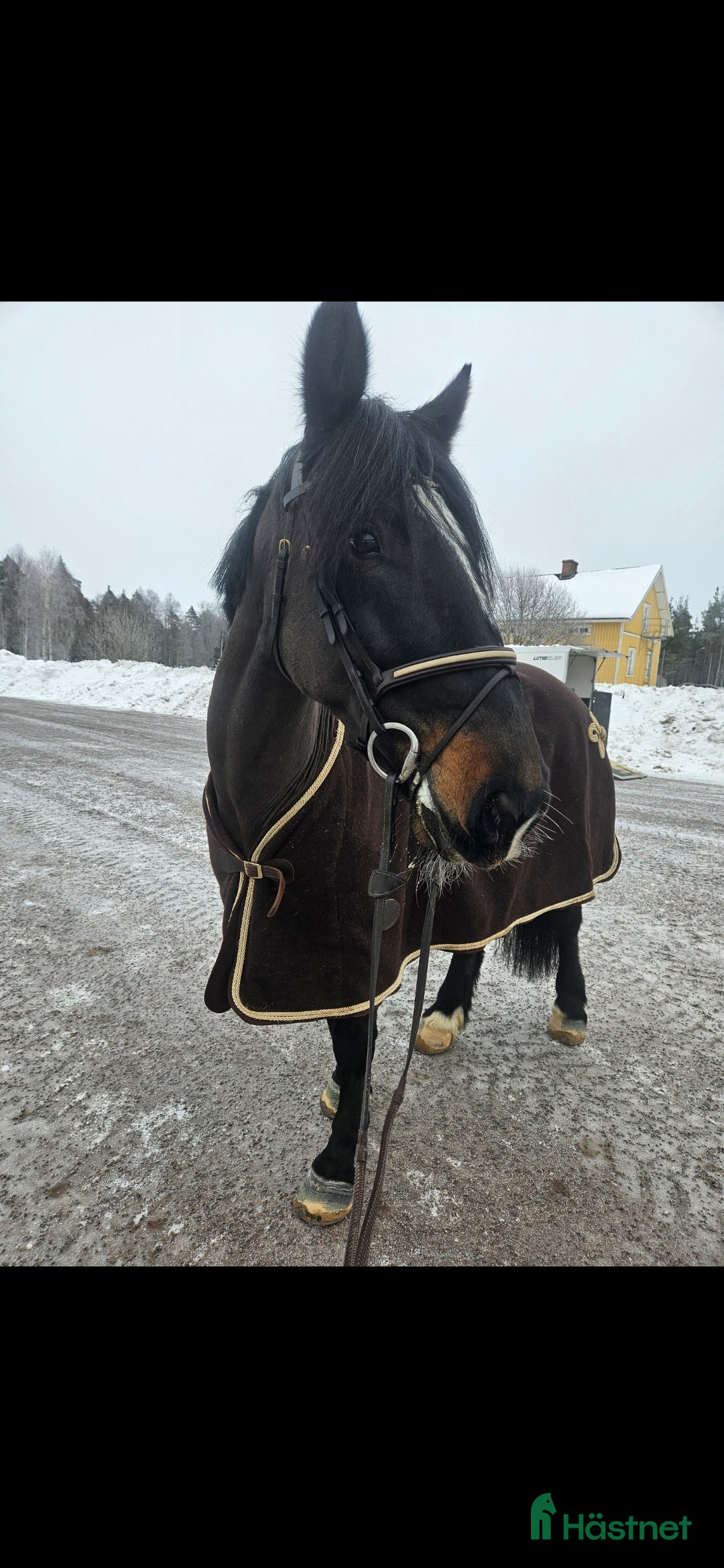  hästar Snäll D-ponny i Mora - Annons 1