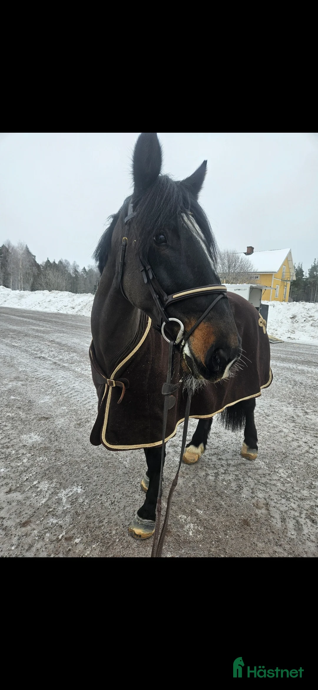 Allround hästar till salu: Snäll D-ponny i Mora - Annons 1
