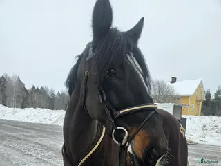 hästar Snäll D-ponny i Mora - Annons 1