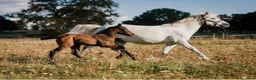 Allround hästar till salu: Välhanterad connemara - Annons 5