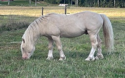 Avelshästar hästar till salu: Welsh av Cobtyp hingst! Kan även kastreras i Heby - Bild 3