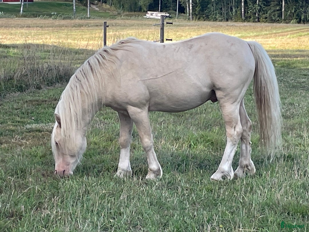 Avelshästar hästar till salu: Welsh av Cobtyp hingst! Kan även kastreras i Heby - Bild 3