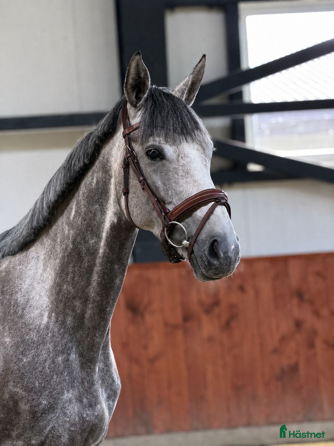  hästar Talented and quick mare for showjumping! - Annons 1