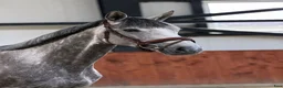 Hoppning hästar till salu: Talented and quick mare for showjumping! - Annons 1