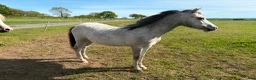 Allround hästar till salu: Welsh/ knabstrup valack  - Annons 7