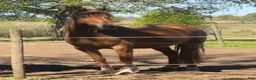 Allround hästar till salu: Lady - outbildad 4-åring söker sin människa  i Falköping - Annons 1