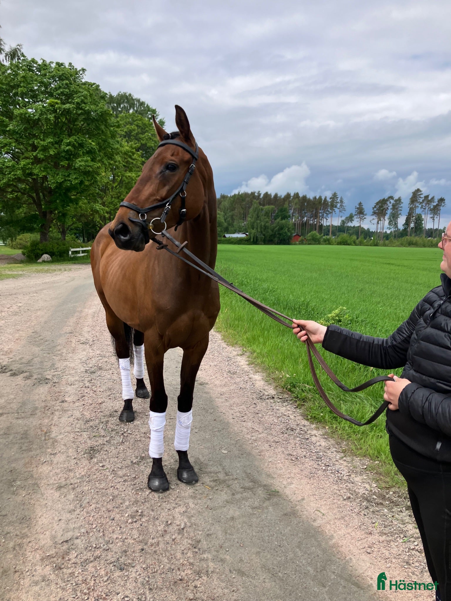  hästar Riktigt fint sto med kapacitet  - Annons 2