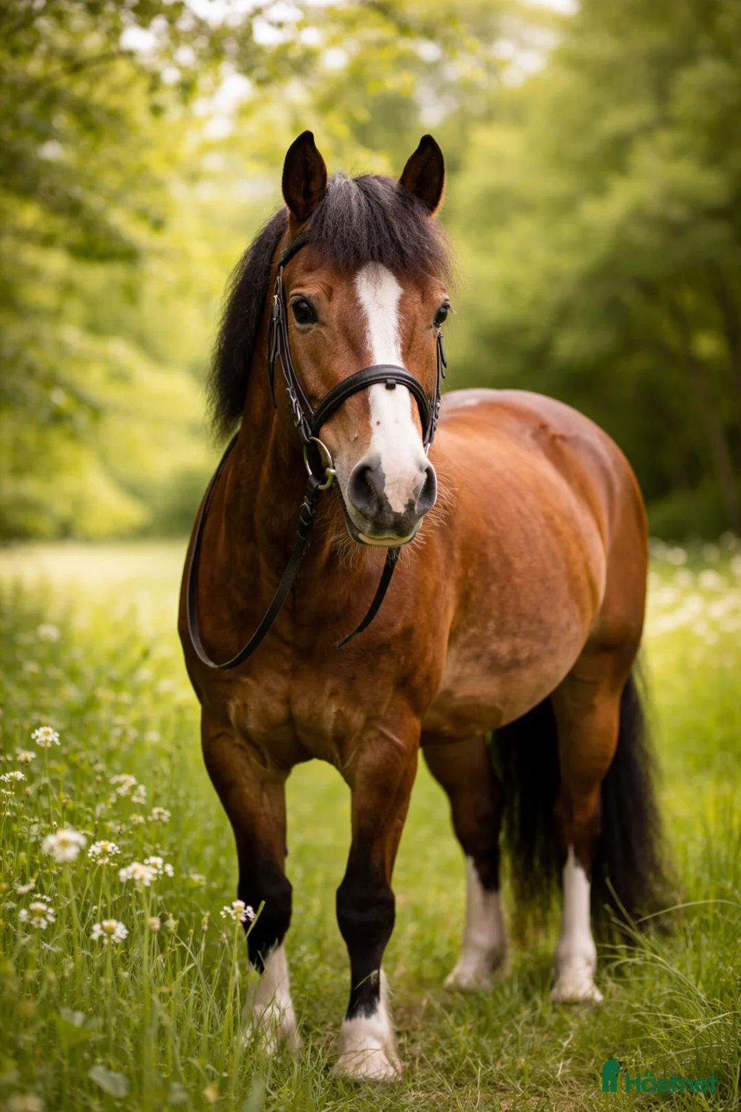  foderhäst sökes: C ponny sökes i Katrineholm - Annons 1