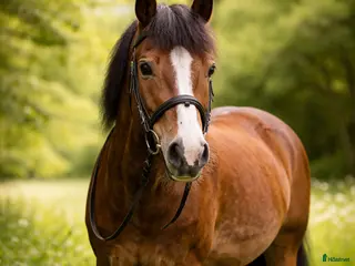 foderhäst C ponny sökes - Annons 3