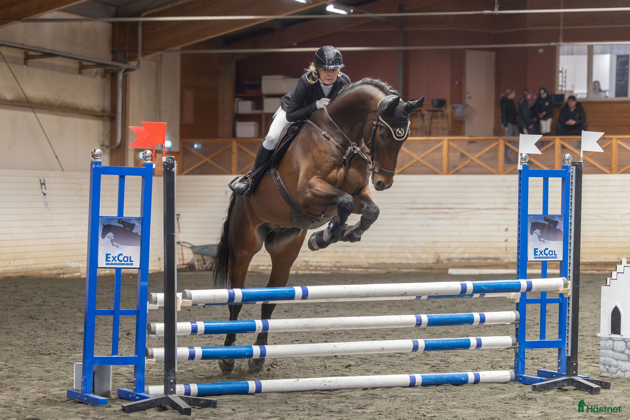  hästar Häst med utstrålning och stort hjärta – Conrad - Annons 18