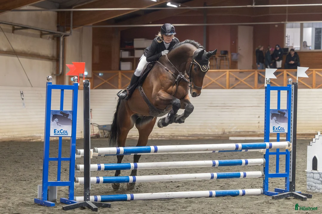 Allround hästar till salu: Häst med utstrålning och stort hjärta – Conrad - Annons 1