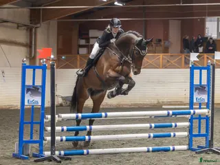 hästar Häst med utstrålning och stort hjärta – Conrad - Annons 18