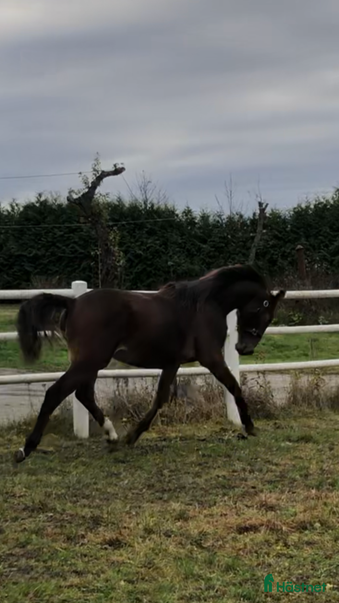 Hoppning hästar till salu: 🌟Välstammade unghästar🌟 i Enköping - Annons 4