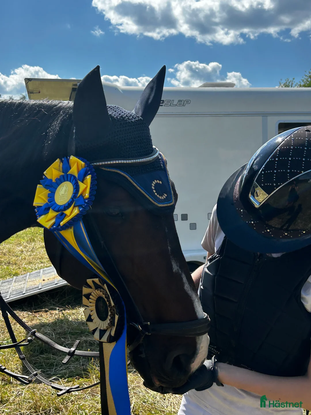Hoppning hästar till salu: Trevlig hopphäst - Annons 2