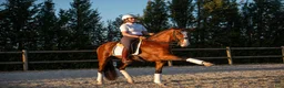 Working Equitation hästar till salu: Slående vacker lusitano för dressyr och WE - Annons 4