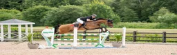 Hoppning hästar till salu: Super ridehest selges - Annons 3