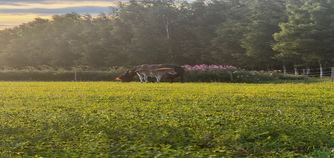 Galleribild {{count}}