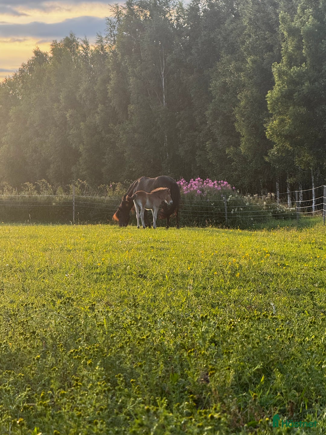 Galleribild {{count}}