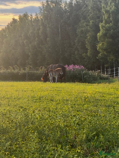 Galleribild {{count}}