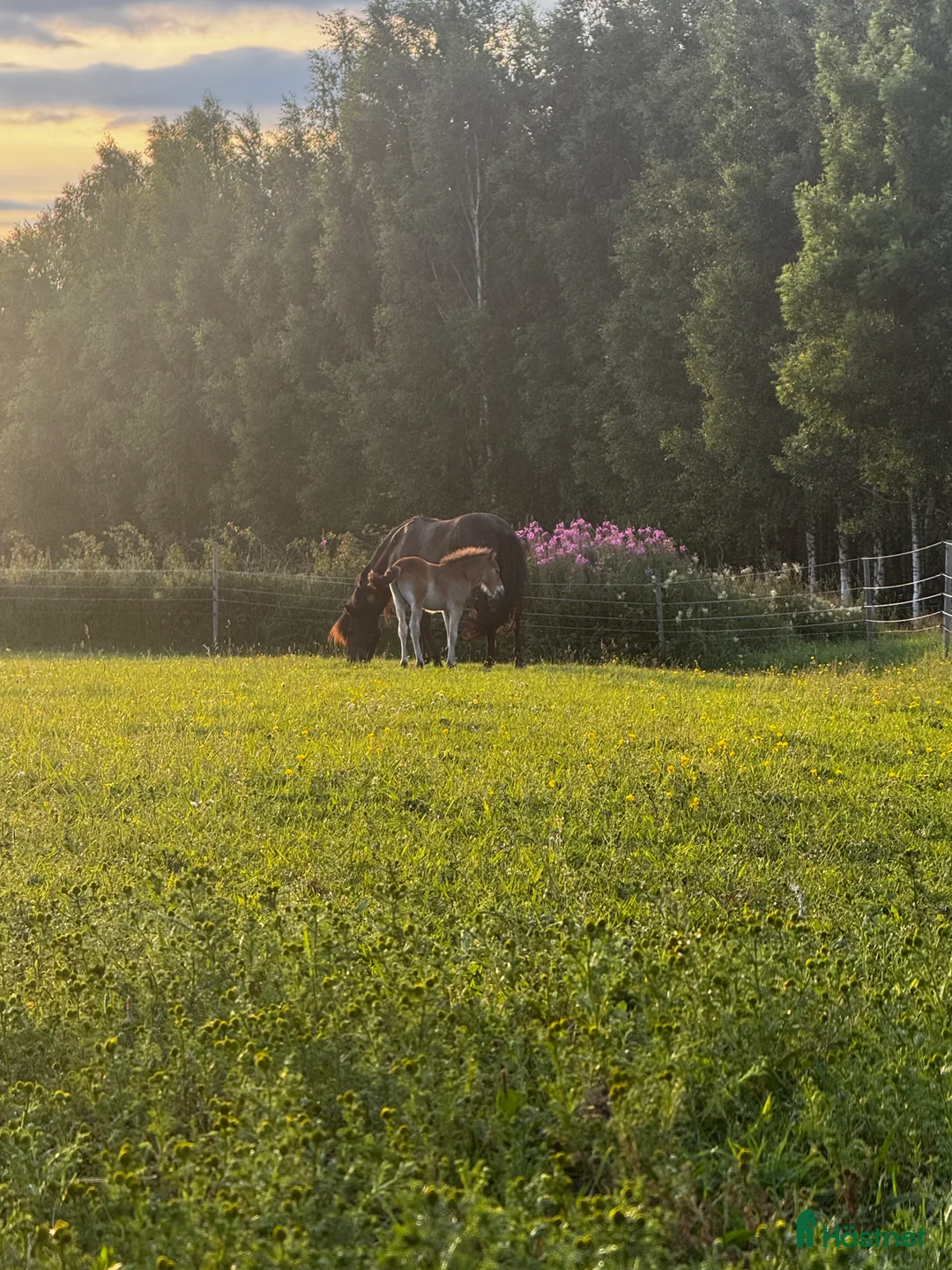 Galleribild {{count}}