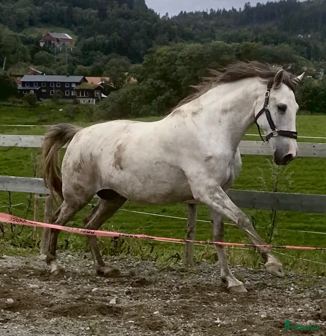 Avelshästar hästar till salu: 9 år P.R.E hoppe 168 cm, 4 føll - Annons 2