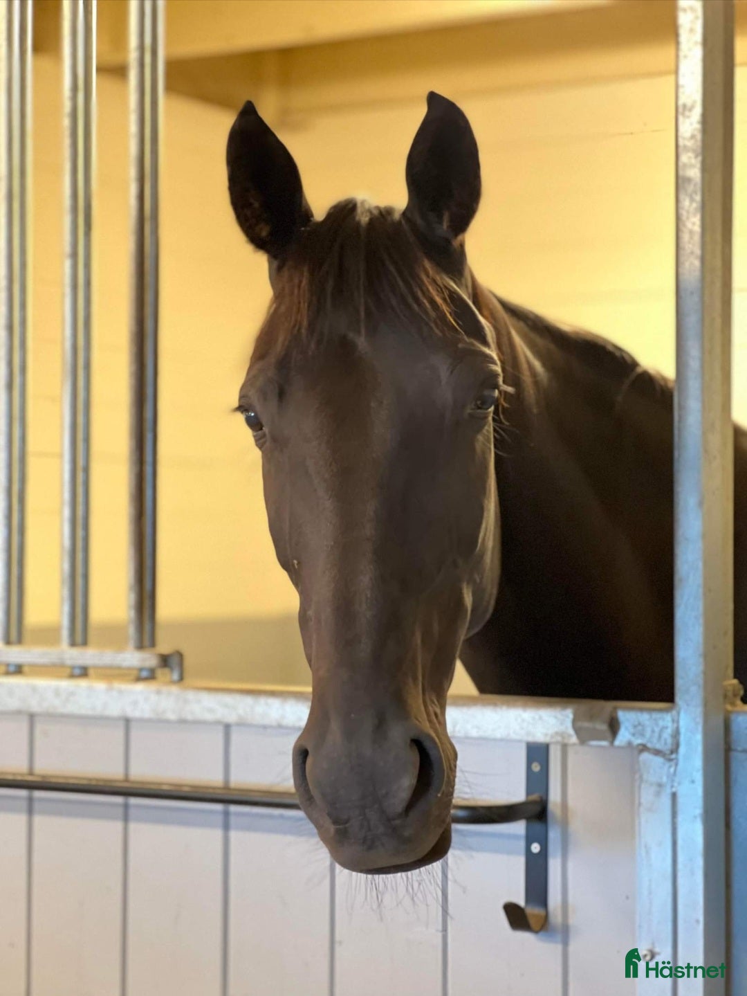  medryttarhäst finnes: Söker medryttare i Vreta kloster - Annons 1