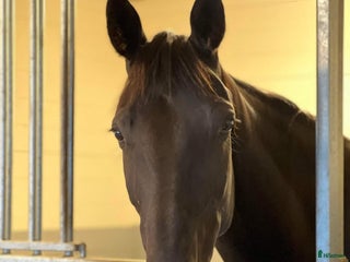 medryttarhäst finnes: Söker medryttare i Vreta kloster - Annons 22