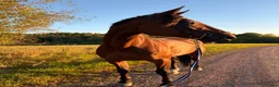 Allround hästar till salu: Ett sto för framtiden ⭐️ i Lakene - Annons 1