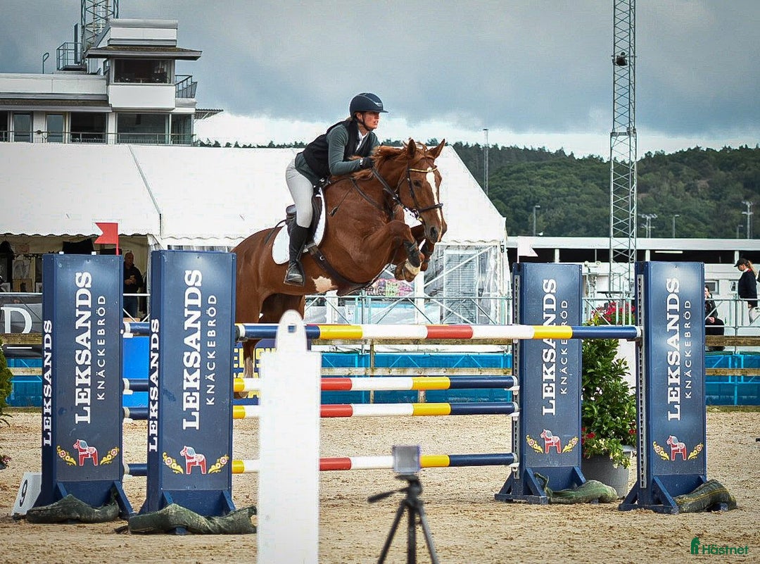  stallplats finnes: Stallplats ledig, box och lösdrift  i Tvååker - Bild 7