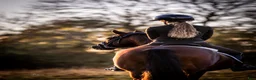 Dressyr hästar till salu: Top FEI pony  - Annons 20