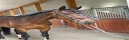 Allround hästar till salu: Gorgeous gelding with good mind! - Annons 3