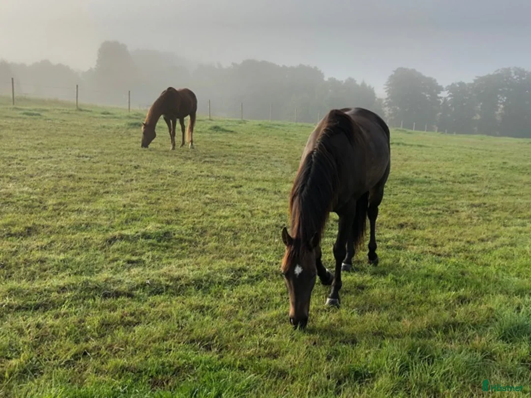  stallplats finnes: Stallplats Alingsås - Annons 7