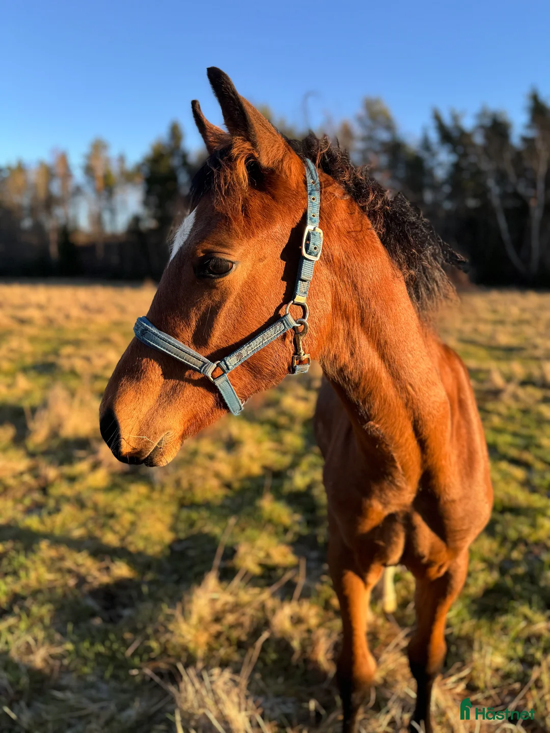 Allround hästar till salu: Swb hingst e. Cornettino Ask  - Annons 7