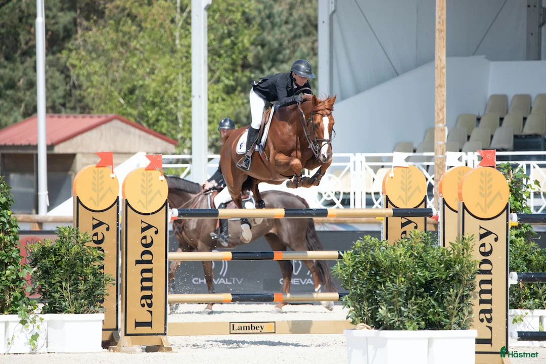 Avelshästar hästar till salu: Unghest klar for 5 års klassene - Annons 6