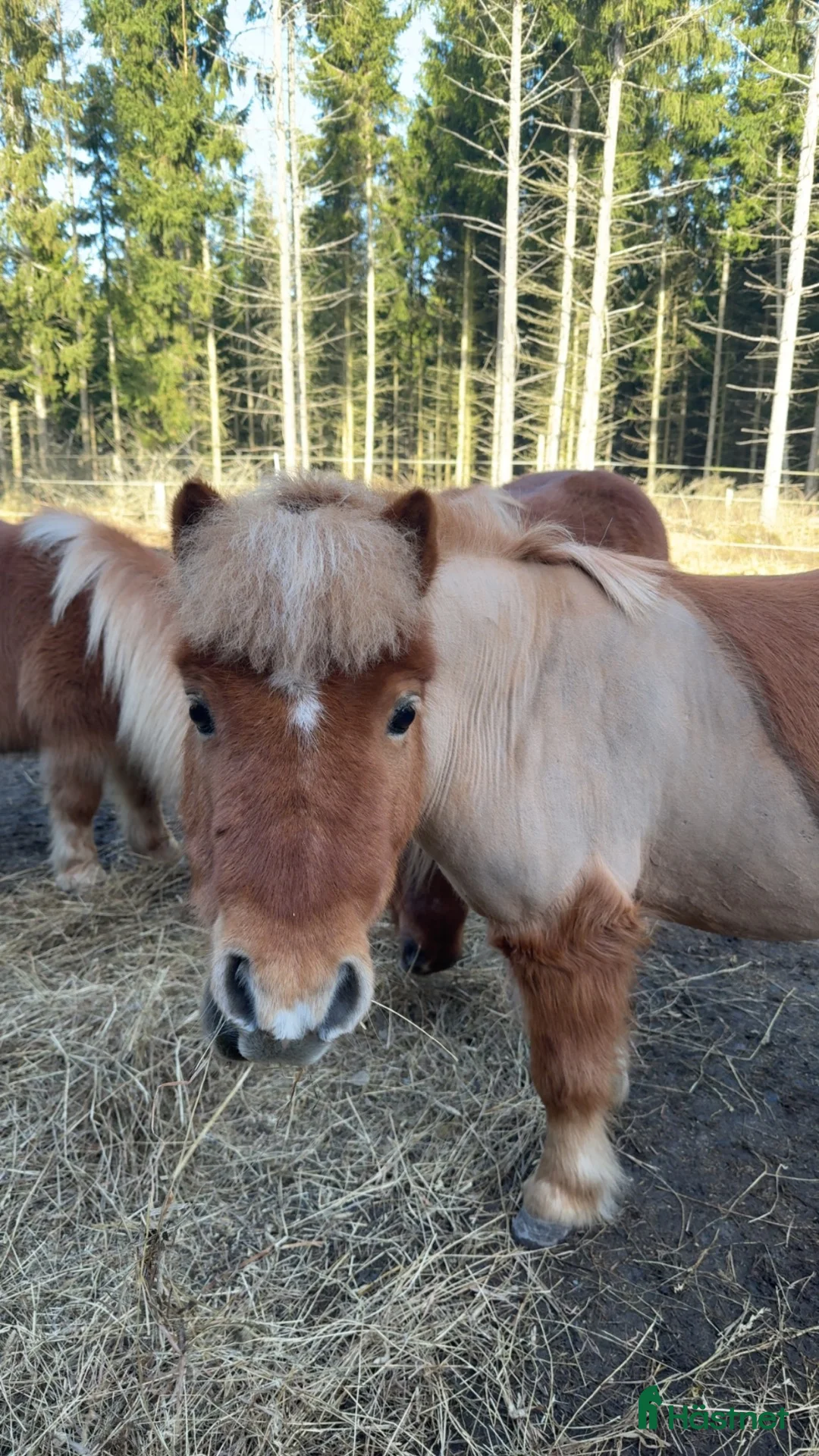 Allround hästar till salu: Fina charmiga Elliot 🧡 - Annons 2