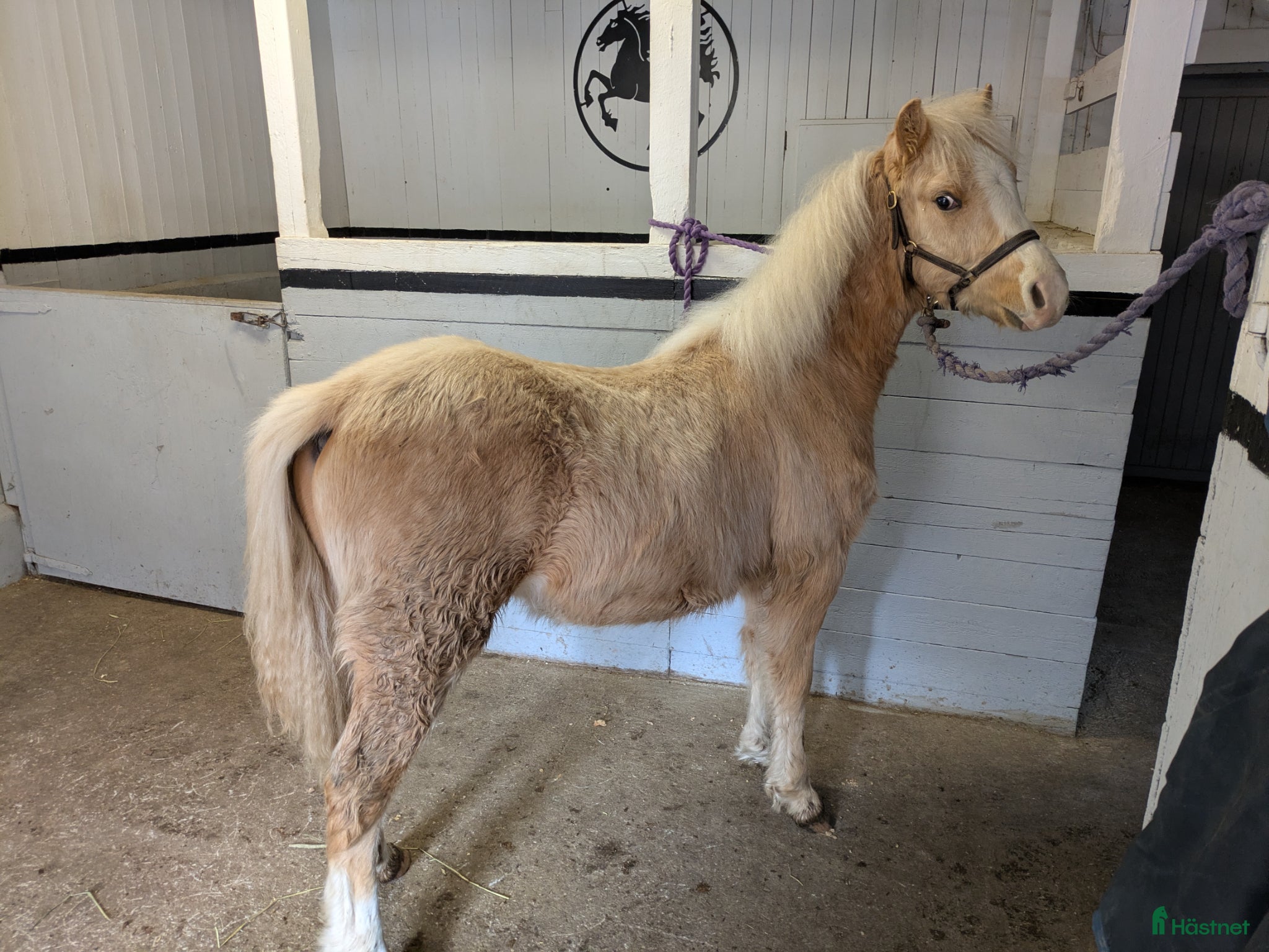  hästar Vacker Lovande Kille . - Annons 9