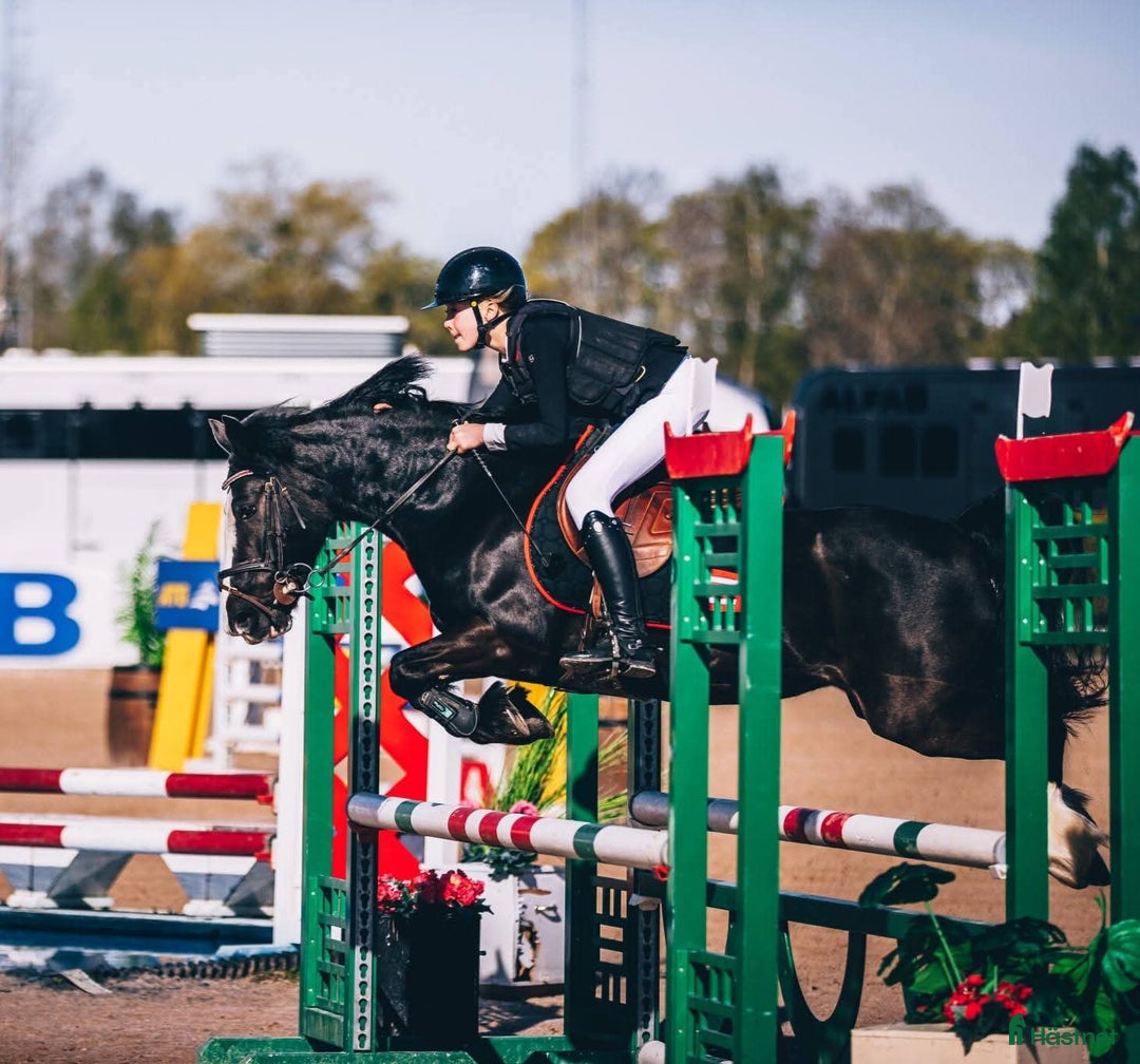 Hoppning hästar till salu: Häftig B-ponny  i Edsele - Annons 2